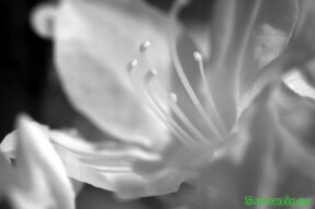 Infrared Photography - Rhododendron buds opening up Part 2