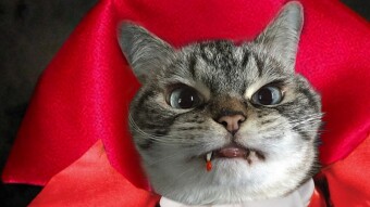 Vampire Cats of Catlore