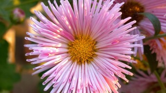Pink Aster flower photography.