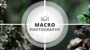 Macro Photography Session | Calluna vulgaris