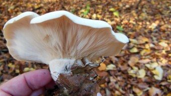 Clouded agaric - a popular late autumn mushroom