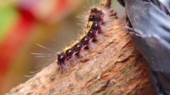 Caterpillar videography.