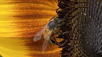 Like a bee
