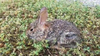 Random rabbit on a cloudy day