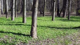 A beautiful spring day for a long walk - My Actifit Report Card: March 29 2024