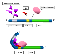 Science Doesn't Have to be Pretentious (or: Why I Love Molecular Biology)