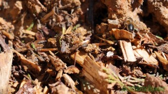 Mason Bee digging in the mud - Macro Photography Single