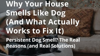 Why Your House Smells Like Dog (And What Actually Works to Fix It)