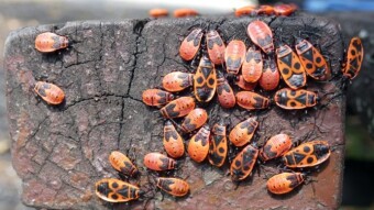 The Firebug Pyrrhocoris apterus - a bug called a tram driver
