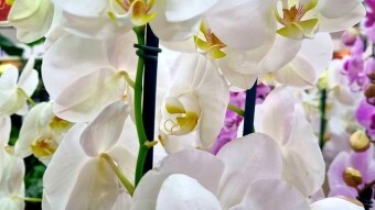 Moth orchid flower photography