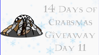 Free NFT Giveaway - 14 Days of Crabsmas - Day 11
