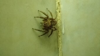 Plexippus paykulli-Jumping Spider