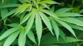 Come la blockchain può aiutare l'industria della Cannabis