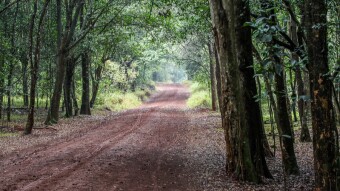 Serene Karura Forest In Nairobi, Kenya (Part 2)