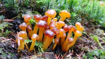 Jelly baby (Leotia Lubrica) - it may not look like it, but is edible morels