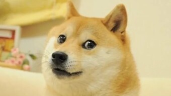 Yes, Crypto Coins...But with...Memes?