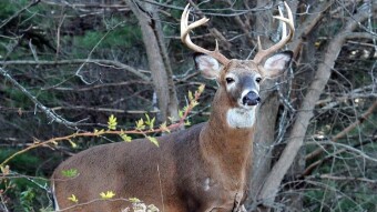 The White Tail Albino Buck