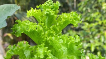 Lettuce leaves on their roof