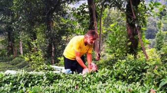 TURKİSH ORGANİC TEA-2019