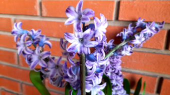 The beauty of some flowers