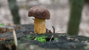 Autumn edible mushrooms - the bay bolete and the ruby bolete