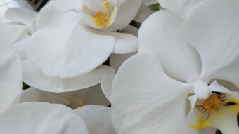 The Orchid