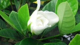 MACRO PHOTOGRAPHY
