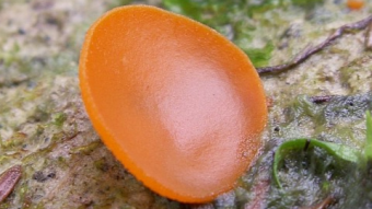 Mushrooms occurring in Europe - Aleuria aurantia