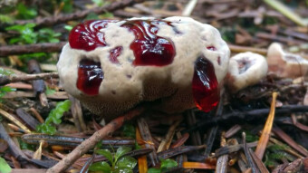 Hydnellum peckii Banker - Unusual mushrooms