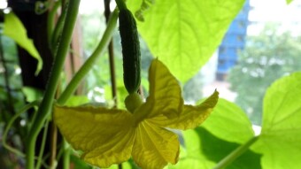 Big things in a small space - my balcony garden this year