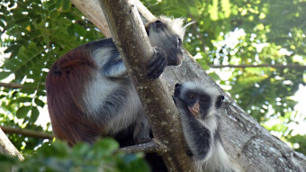 Monkey Gereza tricolor or Kima punju - Zanzibar