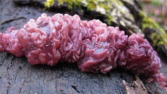 Mushrooms occurring in Europe - Ascocoryne sarcoides