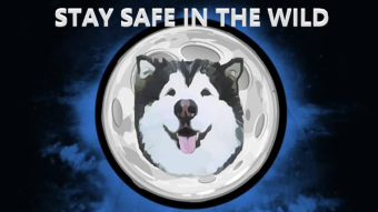 Staying Safe in the Wild | Malamute Finance