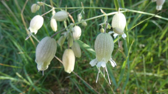 Beautiful flowers of the Jura Krakow-Czestochowa