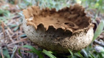 Mosaic puffball, a month ago it was beautiful, now it's just phenomenal