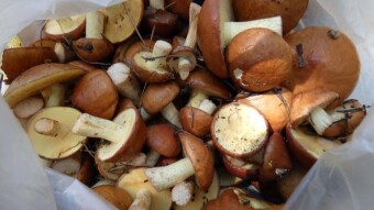 A lot of beautiful slippery jack and other beauties - a trip to Jura