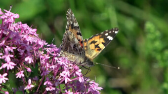 An inconspicuous aviator who can cross the Mediterranean Sea in both directions - Painted lady