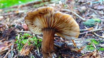 Little-known edible mushrooms - Lactarius lignyotus
