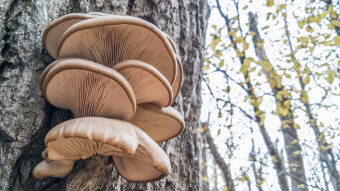 Pleurotus ostreatus Poem + Recipe