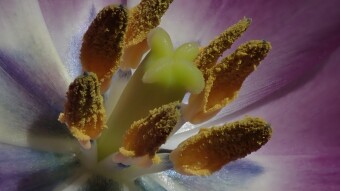 Tulip macro