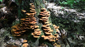 An off-the-beaten-track walk with unusual mushroom surprises