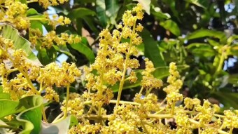 videography of the new buds of the mango tree in our yard.