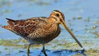 Common Snipe