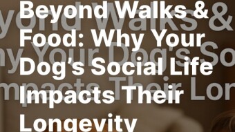 Beyond Walks & Food: Why Your Dog’s Social Life Impacts Their Longevity