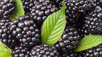 Herbal pharmacy blackberry