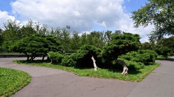 Today, we continue our walk through the park's forests and beyond - My Actifit Report Card: July 30, 2025