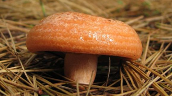 Mushrooms occurring in Europe - Amylocystis lapponica
