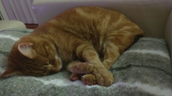 The hard life of cats