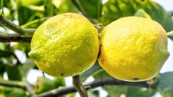 Si la vida te da limones, aprende a hacer limonada