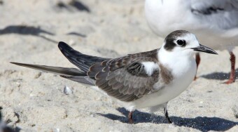 Black Tern (Chlidonias niger)